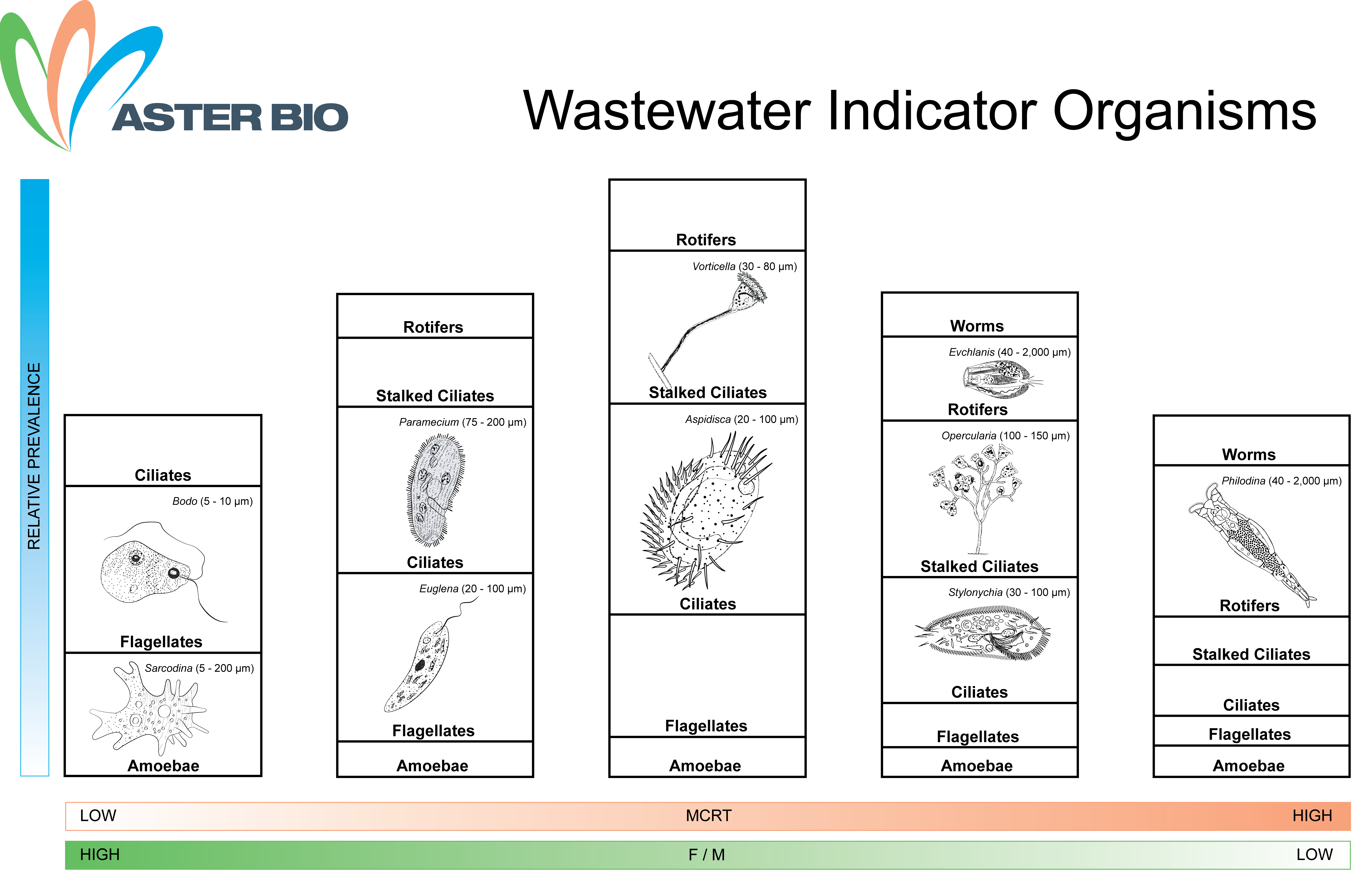 Wastewater Indicator Organisms – Microscopic Exam
