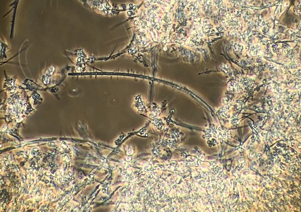Impact of high temperatures on wastewater treatment